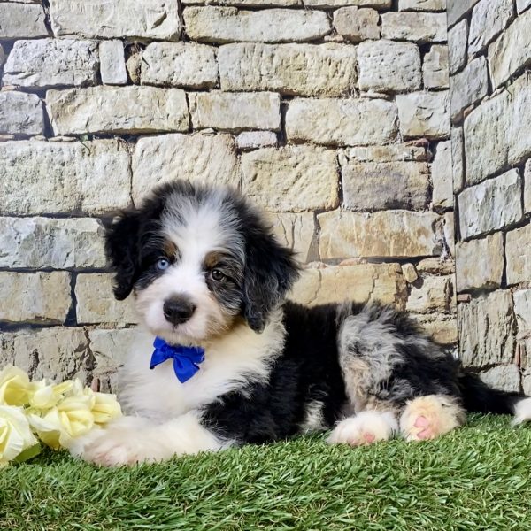 Photo of Mr. Victor the F2 Mini-Bernedoodle puppy