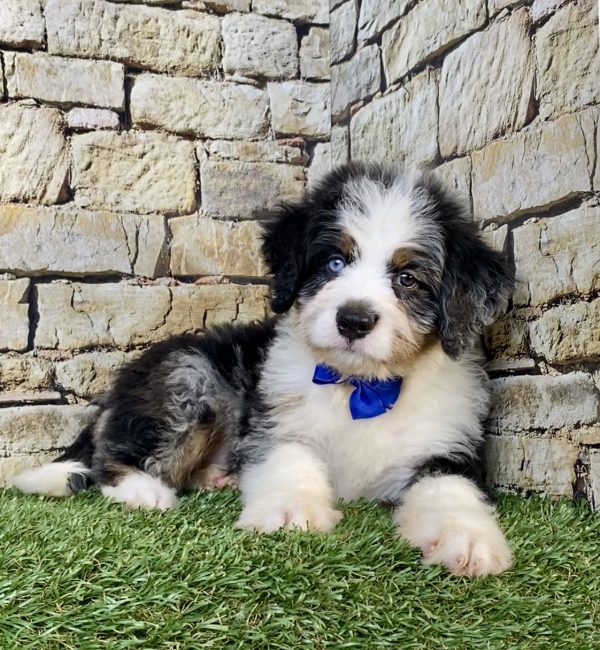 Photo of Mr. Victor the F2 Mini-Bernedoodle puppy