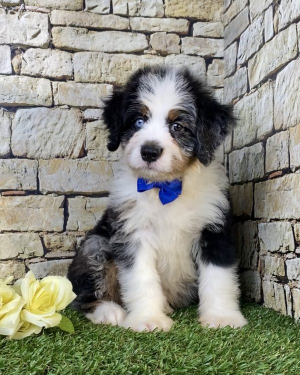 Photo of Mr. Victor the F2 Mini-Bernedoodle puppy