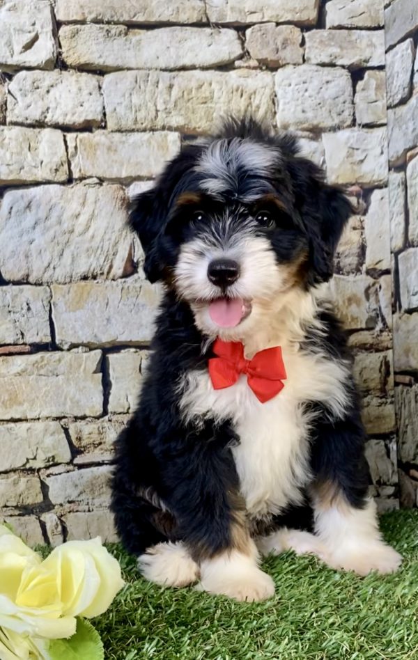 Photo of Mr. Vince the F2 Mini-Bernedoodle puppy
