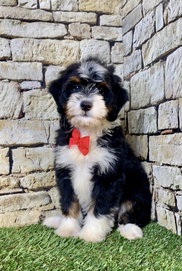 Photo of Mr. Vince the F2 Mini-Bernedoodle puppy