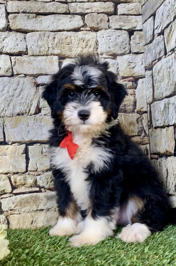 Photo of Mr. Vince the F2 Mini-Bernedoodle puppy