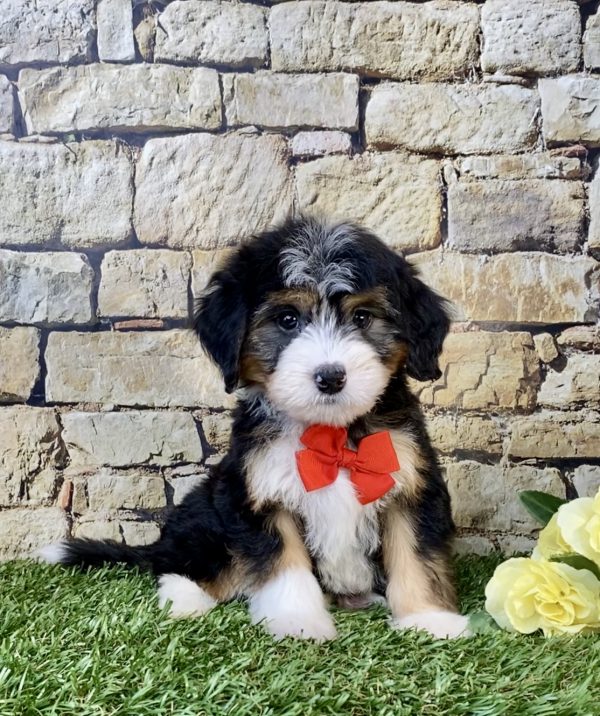 Photo of Mr. Waldo the Mini-Bernedoodle puppy
