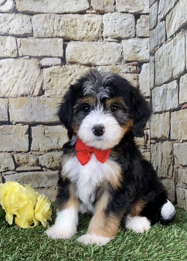 Photo of Mr. Waldo the Mini-Bernedoodle puppy