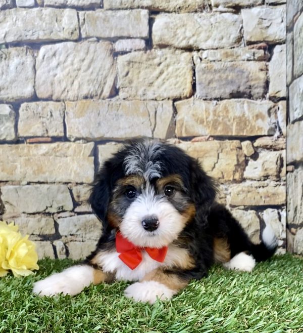 Photo of Mr. Waldo the Mini-Bernedoodle puppy