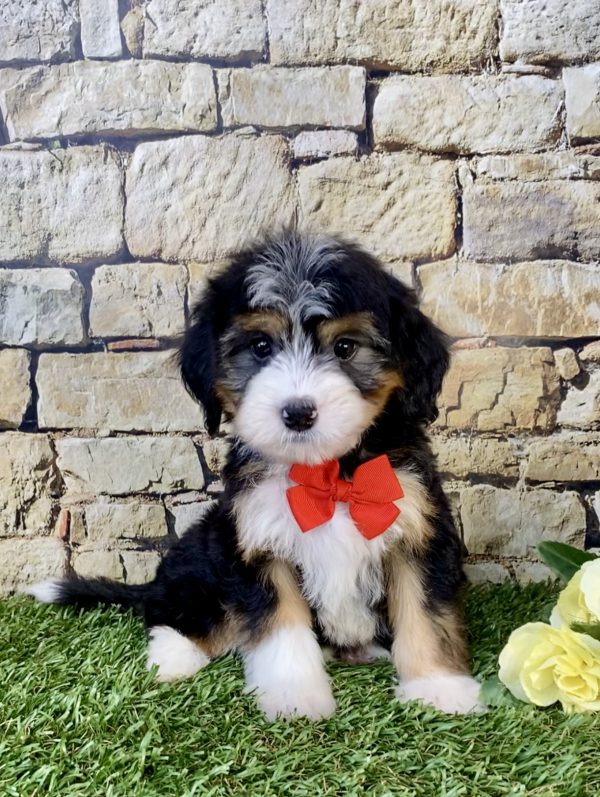 Photo of Mr. Waldo the Mini-Bernedoodle puppy