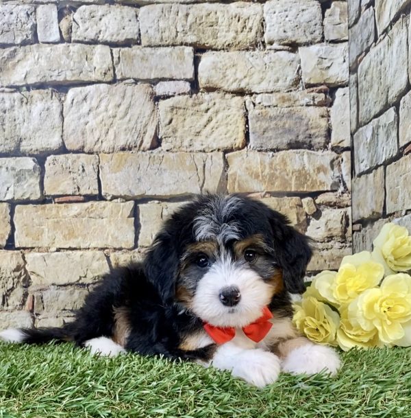 Photo of Mr. Waldo the Mini-Bernedoodle puppy
