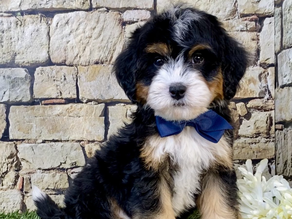 Cute Mini Bernedoodle Puppies Petite Bernedoodle Bernedoodle
