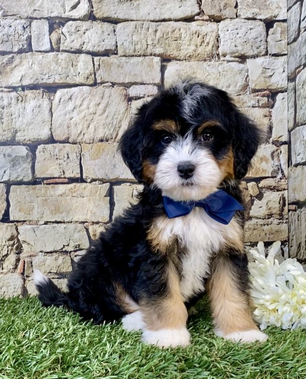 Photo of Mr. Wes the Mini-Bernedoodle puppy