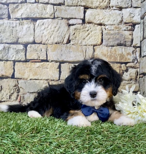Photo of Mr. Wes the Mini-Bernedoodle puppy
