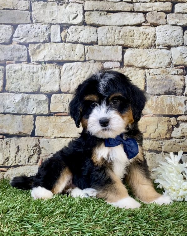 Photo of Mr. Wes the Mini-Bernedoodle puppy