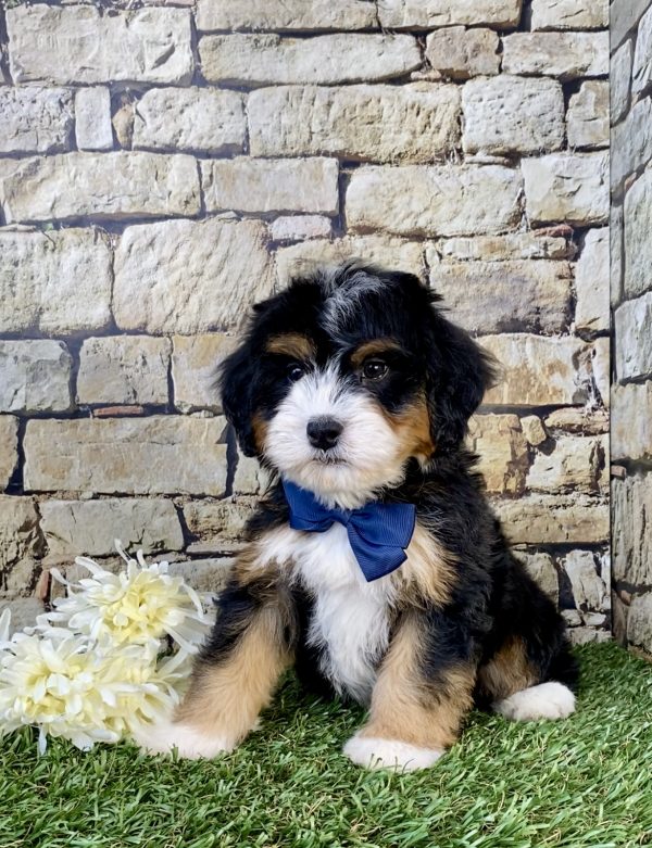 Photo of Mr. Wes the Mini-Bernedoodle puppy