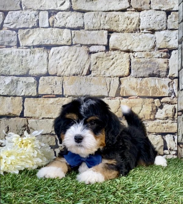Photo of Mr. Wes the Mini-Bernedoodle puppy