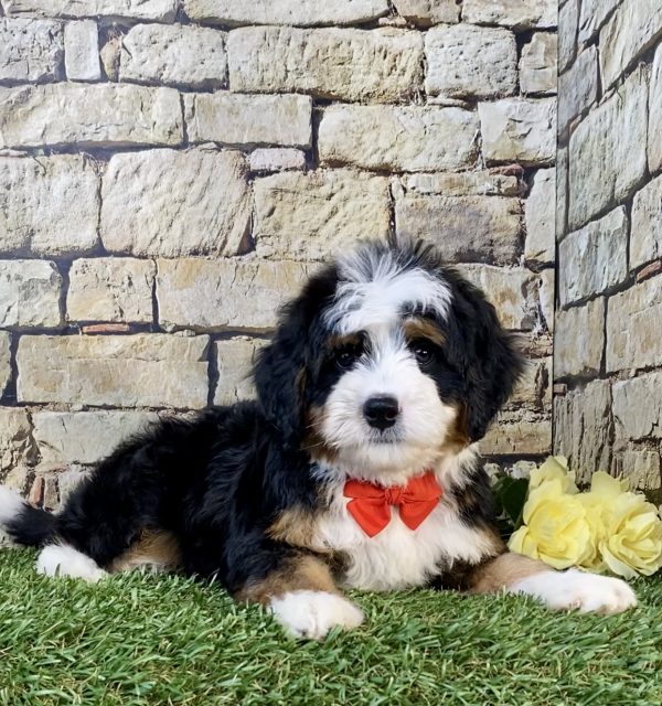 Photo of Mr. Willy the Mini-Bernedoodle puppy