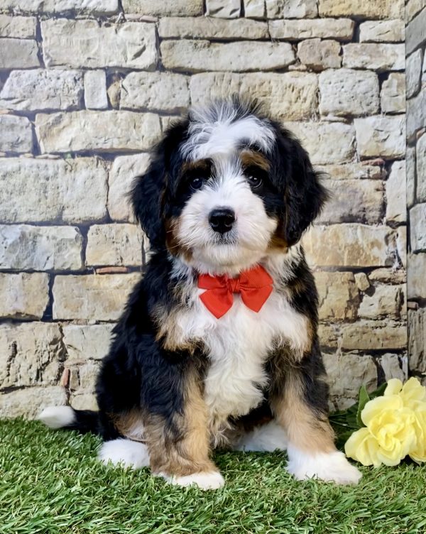 Photo of Mr. Willy the Mini-Bernedoodle puppy