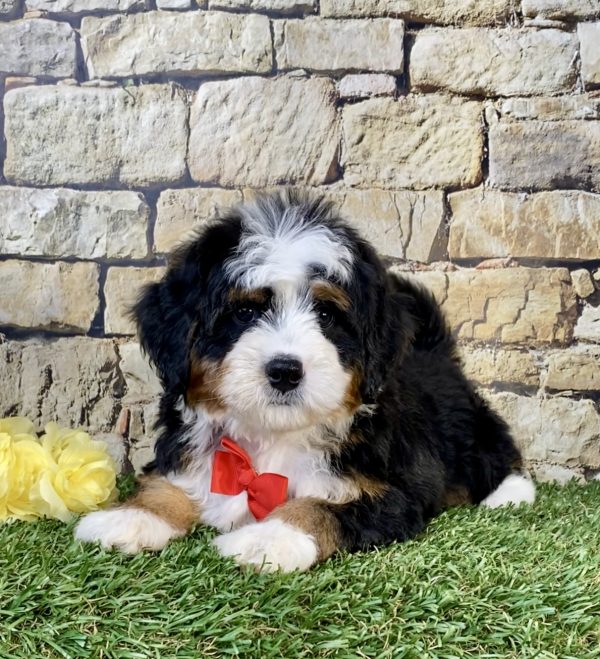 Photo of Mr. Willy the Mini-Bernedoodle puppy