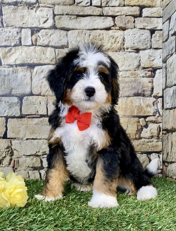 Photo of Mr. Willy the Mini-Bernedoodle puppy