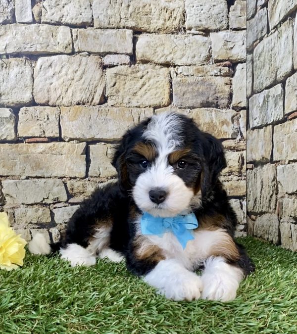 Photo of Mr. Wyatt the Mini-Bernedoodle puppy