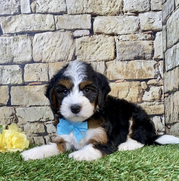 Photo of Mr. Wyatt the Mini-Bernedoodle puppy