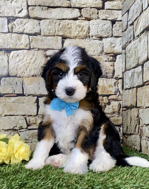Photo of Mr. Wyatt the Mini-Bernedoodle puppy