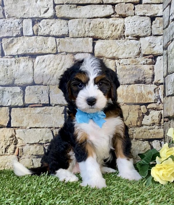 Photo of Mr. Wyatt the Mini-Bernedoodle puppy