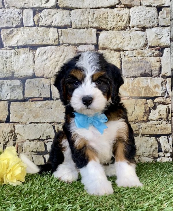 Photo of Mr. Wyatt the Mini-Bernedoodle puppy
