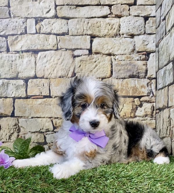Photo of Ms. Abby the F1B Micro Mini-Bernedoodle puppy