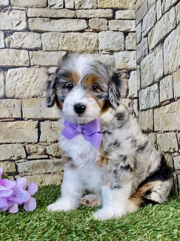 Ms. Abby the F1B Micro Mini-Bernedoodle puppy