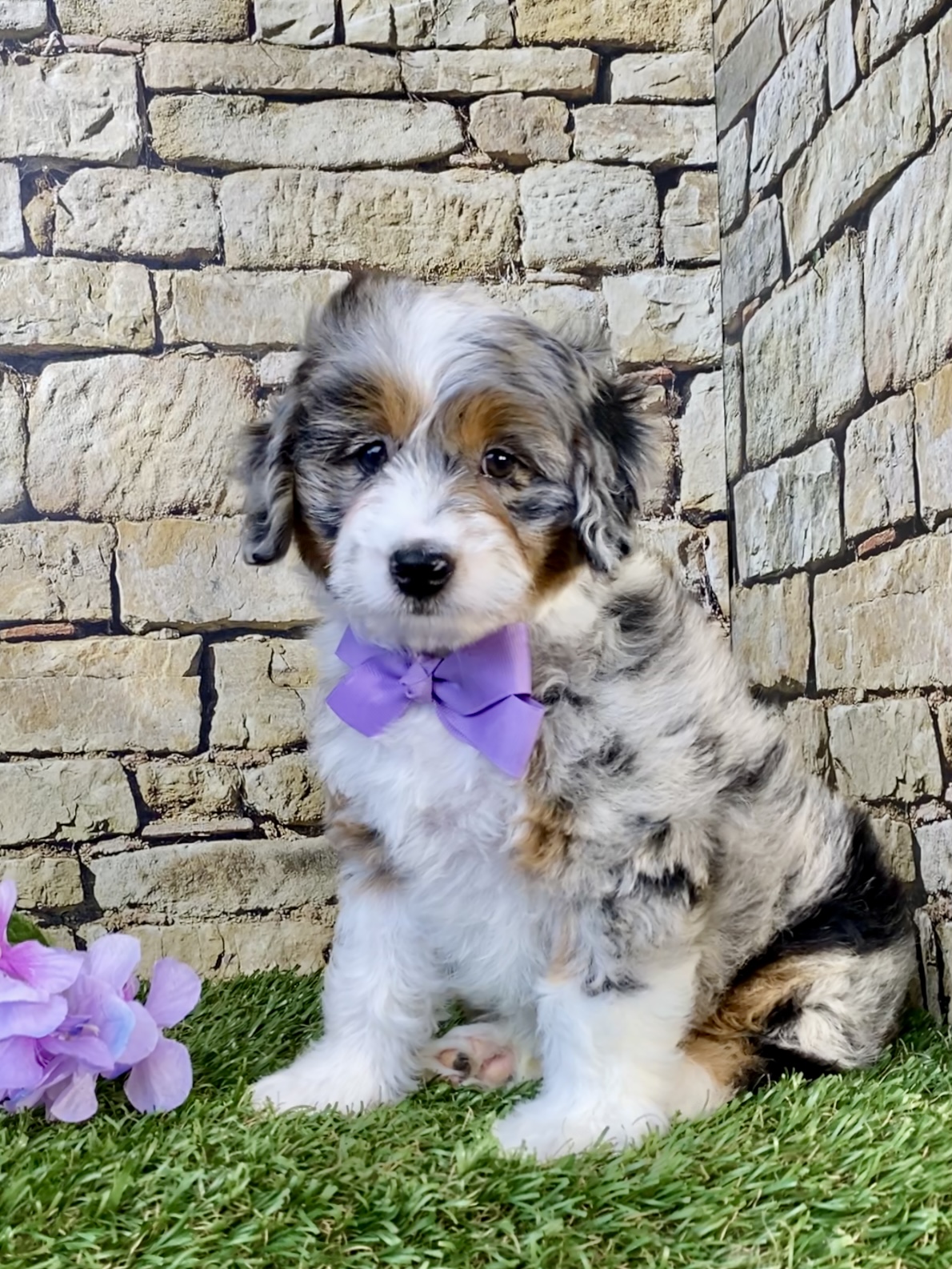 Photo of Ms. Abby the F1B Micro Mini-Bernedoodle puppy