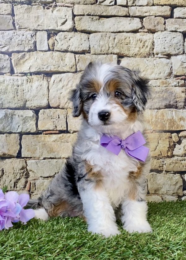Photo of Ms. Abby the F1B Micro Mini-Bernedoodle puppy