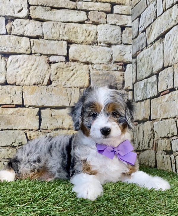 Photo of Ms. Abby the F1B Micro Mini-Bernedoodle puppy
