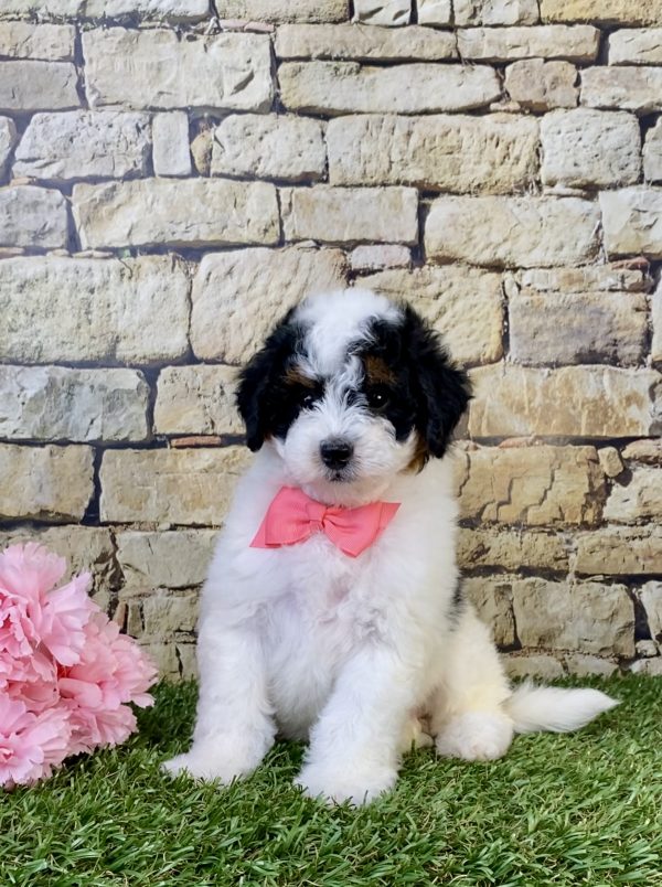 Photo of Ms. Amber the F1B Micro Mini-Bernedoodle puppy