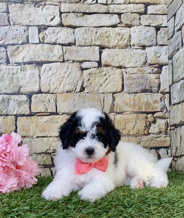 Photo of Ms. Amber the F1B Micro Mini-Bernedoodle puppy
