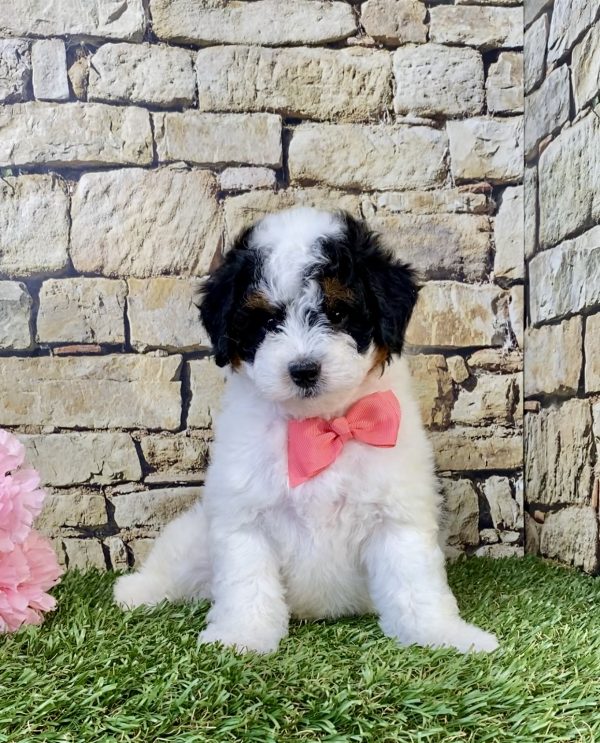 Photo of Ms. Amber the F1B Micro Mini-Bernedoodle puppy