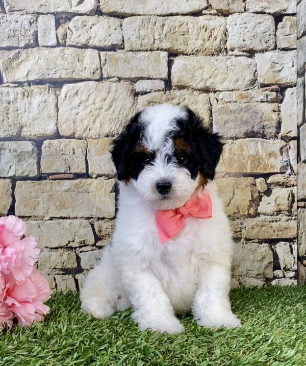 Ms. Amber the F1B Micro Mini-Bernedoodle puppy