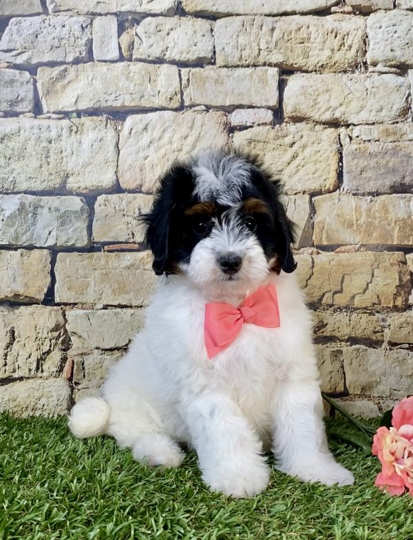 Ms. Angel the F1B Micro Mini-Bernedoodle puppy