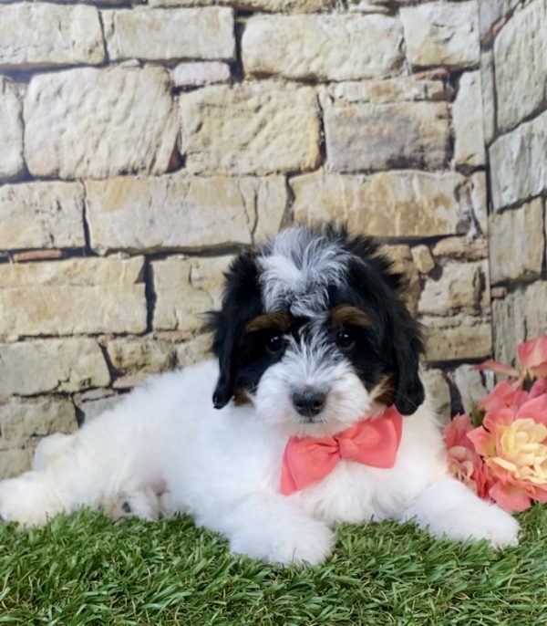 Photo of Ms. Angel the F1B Micro Mini-Bernedoodle puppy