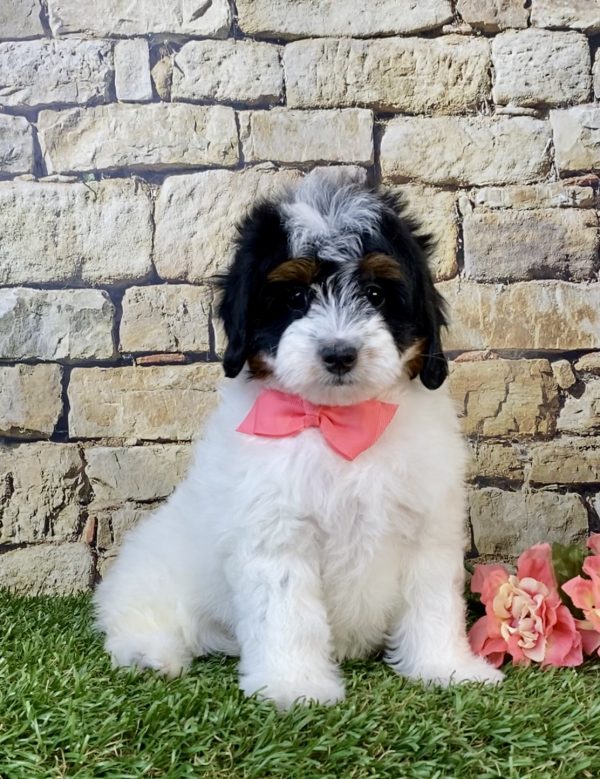 Photo of Ms. Angel the F1B Micro Mini-Bernedoodle puppy