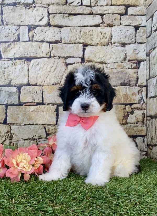 Photo of Ms. Angel the F1B Micro Mini-Bernedoodle puppy