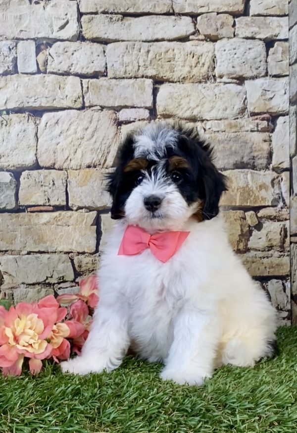 Photo of Ms. Angel the F1B Micro Mini-Bernedoodle puppy