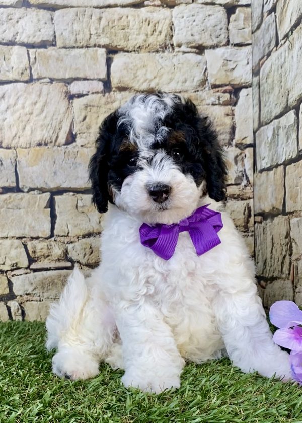 Ms. Angie the F1B Micro Mini-Bernedoodle puppy