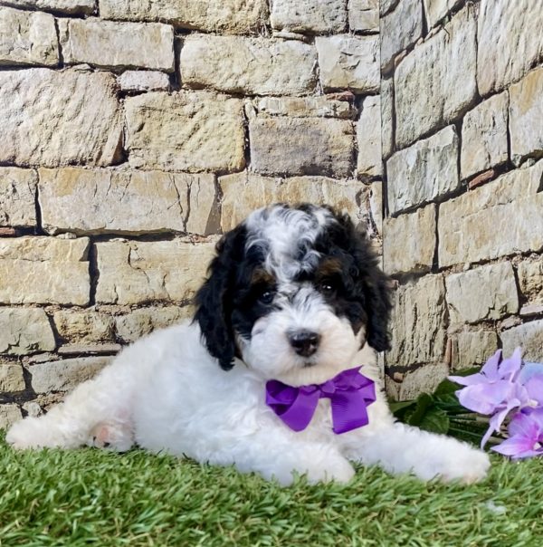 Photo of Ms. Angie the F1B Micro Mini-Bernedoodle puppy