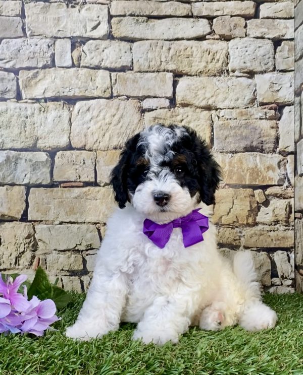 Photo of Ms. Angie the F1B Micro Mini-Bernedoodle puppy