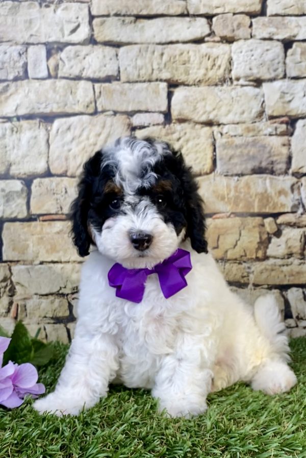 Photo of Ms. Angie the F1B Micro Mini-Bernedoodle puppy