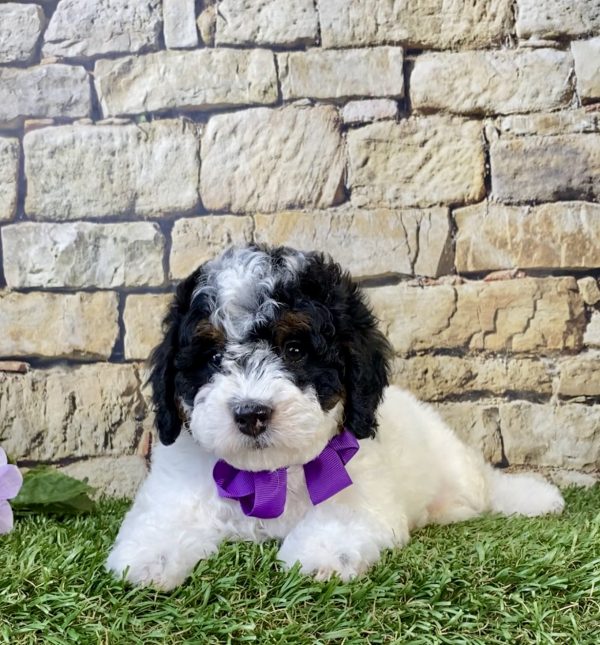 Photo of Ms. Angie the F1B Micro Mini-Bernedoodle puppy