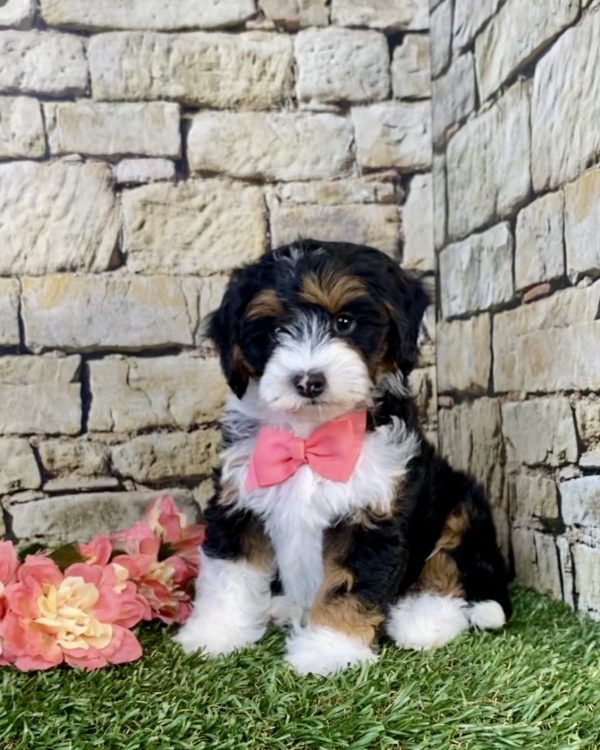 Ms. April the F1B Micro Mini-Bernedoodle puppy