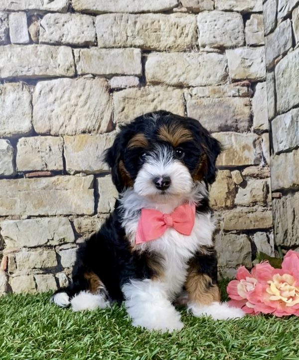 Photo of Ms. April the F1B Micro Mini-Bernedoodle puppy