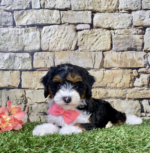 Photo of Ms. April the F1B Micro Mini-Bernedoodle puppy