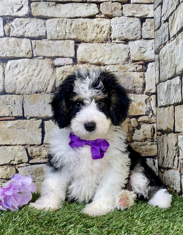Ms. Sage the F1B Mini-Bernedoodle puppy