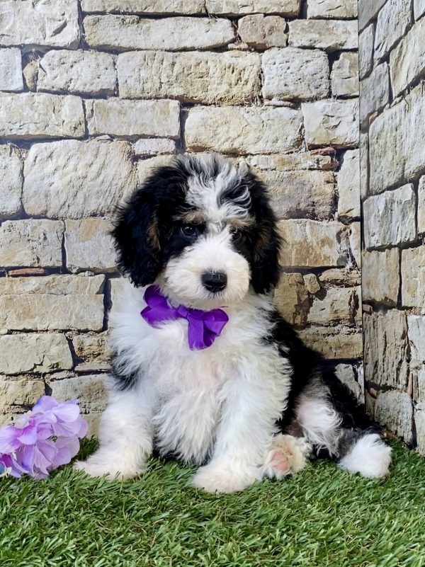 Photo of Ms. Sage the F1B Mini-Bernedoodle puppy